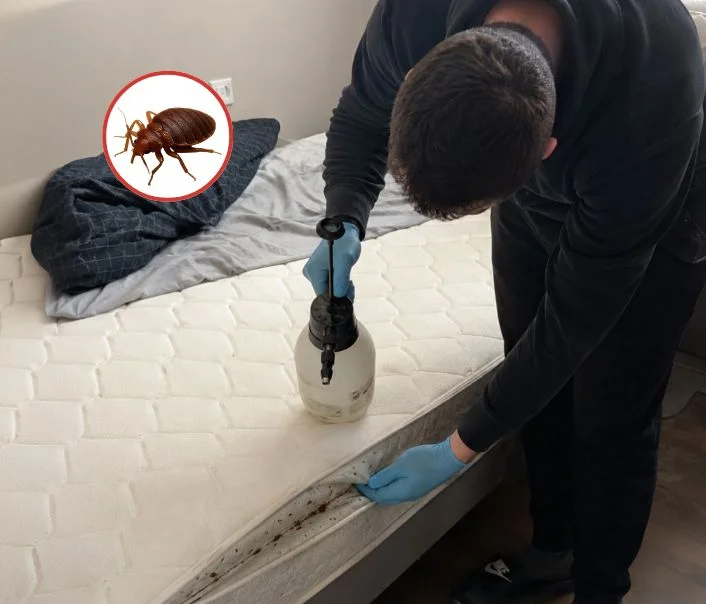 Technicien traitant un matelas contre les punaises de lit à Baillet-en-France